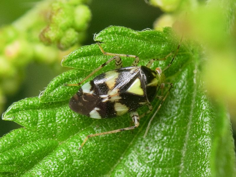 Liocoris tripustulatus (Fabricius, 1781)